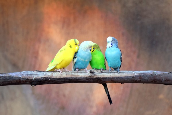 Flirting Parakeets by Kikkia Jackson